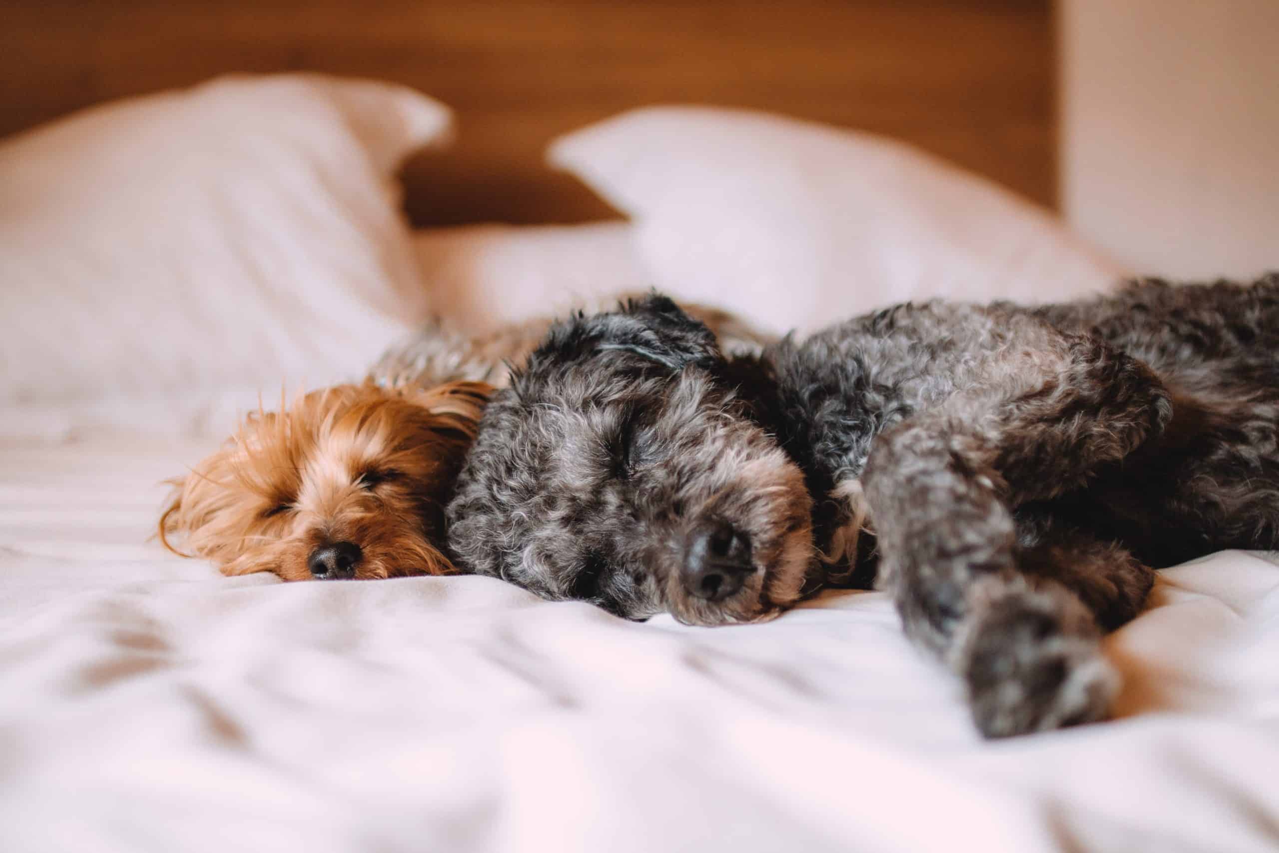 two dogs sleeping on bed