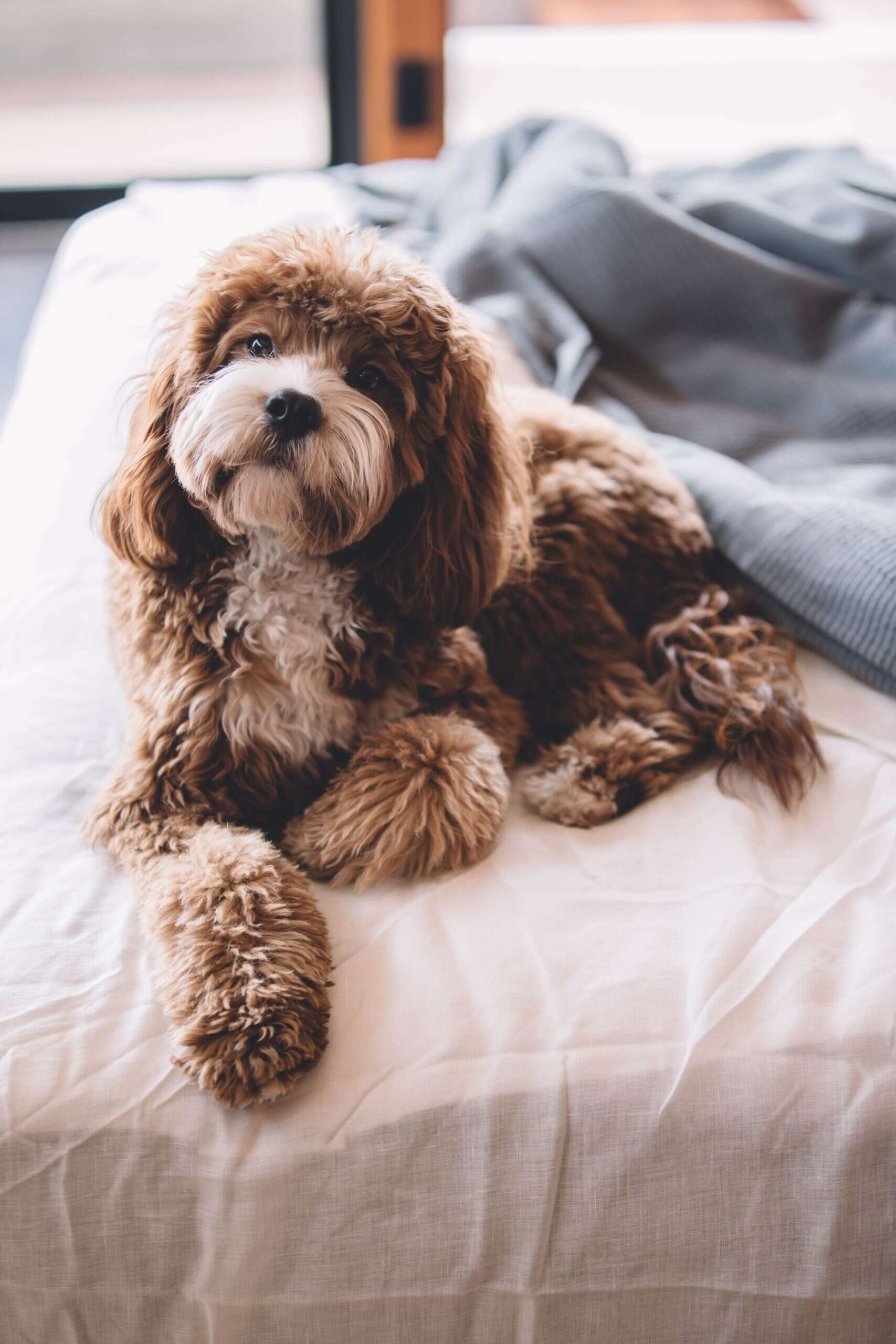 poodle laying on bed