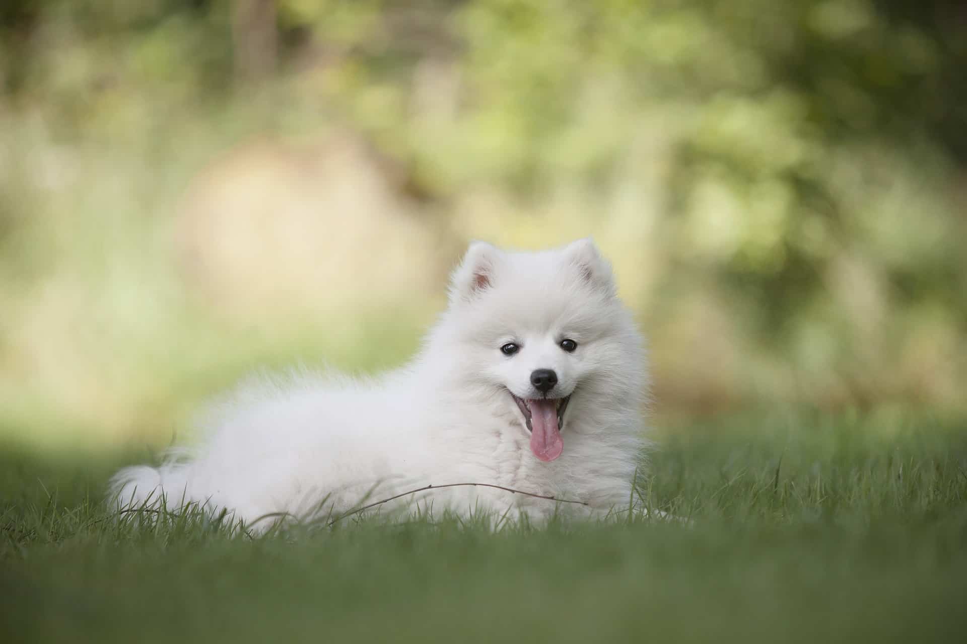 white dog laying in grass